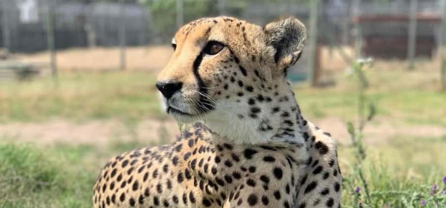 Cape Town: Giraffe House, Cheetah Encounter and Wine Tasting - Giraffe House and the gentle giants of Paarl