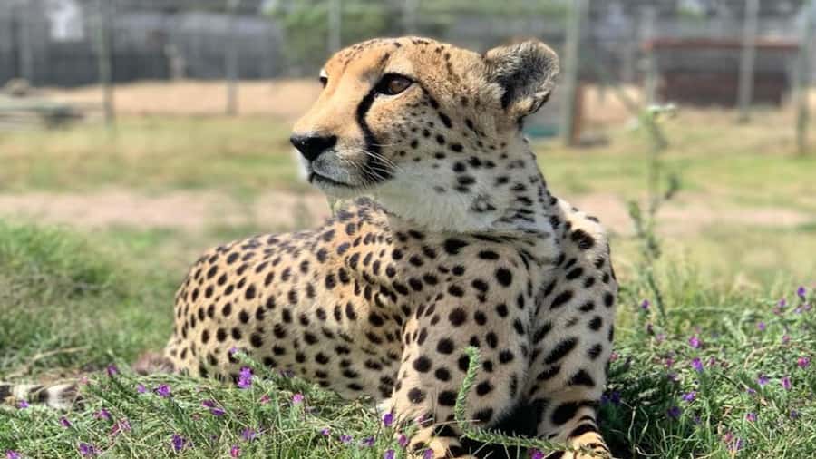 Cape Town: Giraffe House, Cheetah Encounter and Wine Tasting - Wine tasting in Stellenbosch