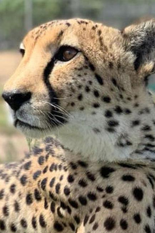 Cape Town: Giraffe House, Cheetah Encounter and Wine Tasting - Who will enjoy this experience most