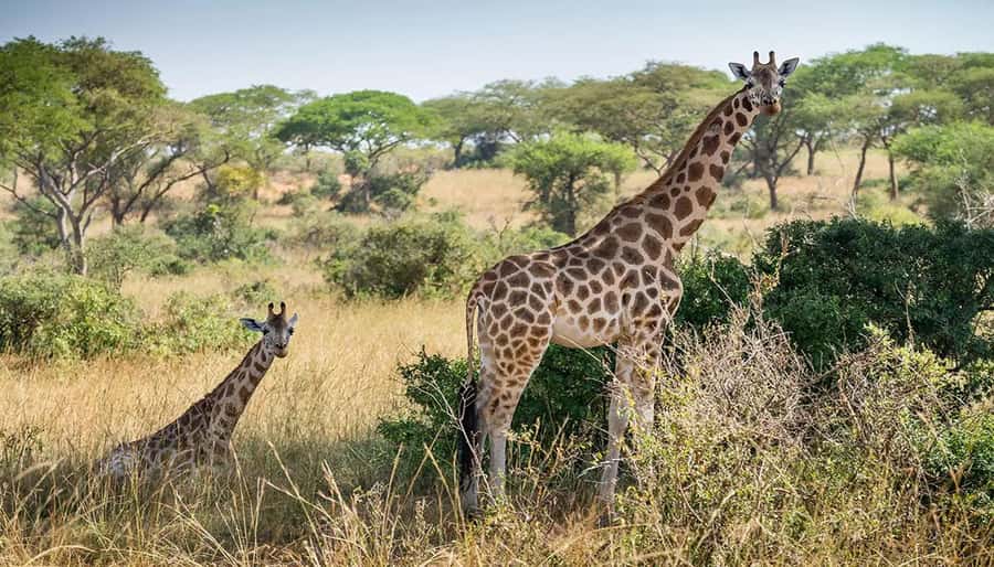 Cape Town: Giraffe House, Cheetah Encounter and Wine Tasting - Practical advice for making the day smoother
