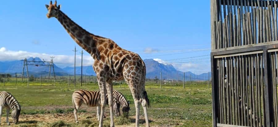 Cape Town: Giraffe House, Cheetah Encounter and Wine Tasting - Leaving Cape Town for the Winelands