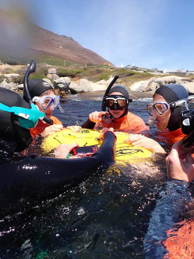 Cape Town: Great African Sea Forest Guided Snorkel - Key things to know before you book
