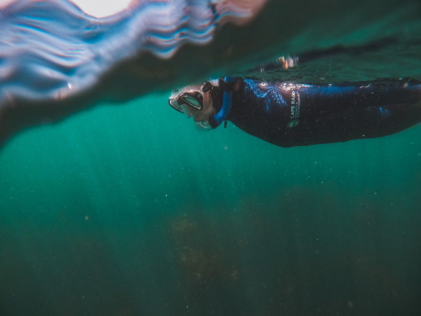 Cape Town: Great African Sea Forest Guided Snorkel - Final call: book it for the forest, not a guarantee