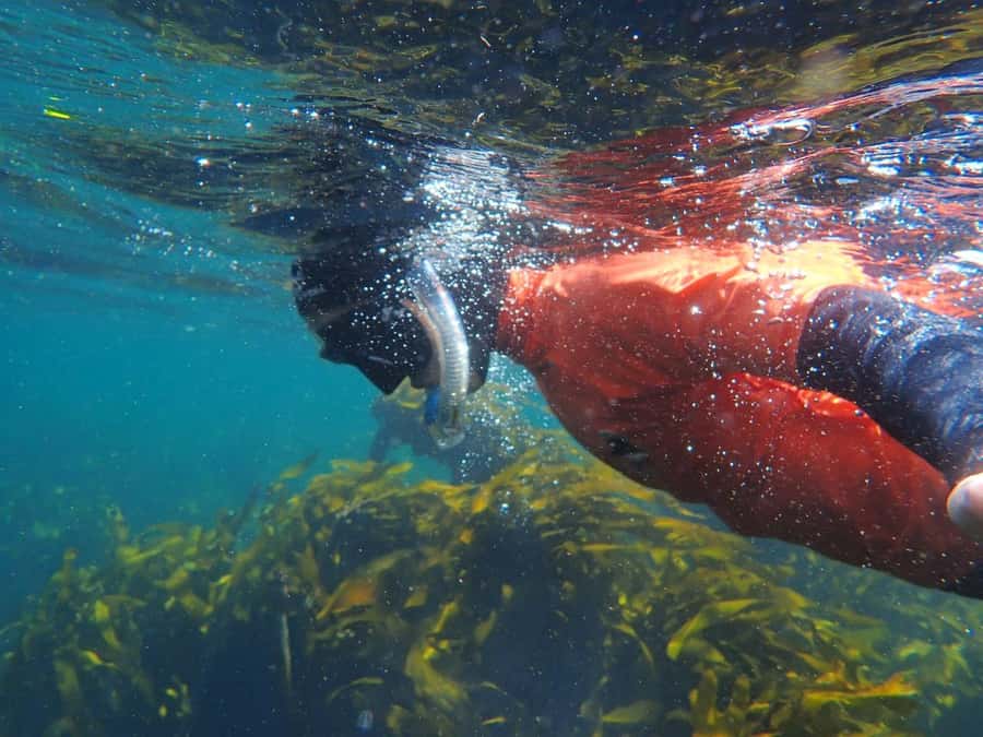 Cape Town: Great African Sea Forest Guided Snorkel - Meeting the marine team at False Bay
