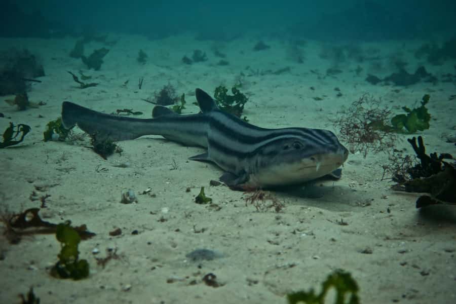 Cape Town: Great African Sea Forest Guided Snorkel - Spotting sharks, octopi, and small sea life
