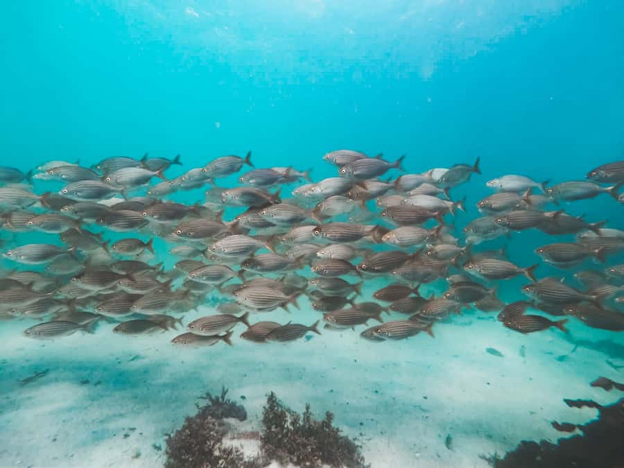 Cape Town: Great African Sea Forest Guided Snorkel - How your photos help shark research