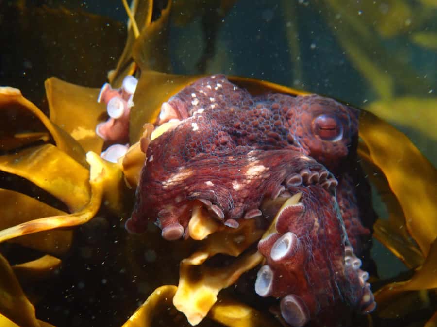 Cape Town: Great African Sea Forest Guided Snorkel - What the two hours feel like