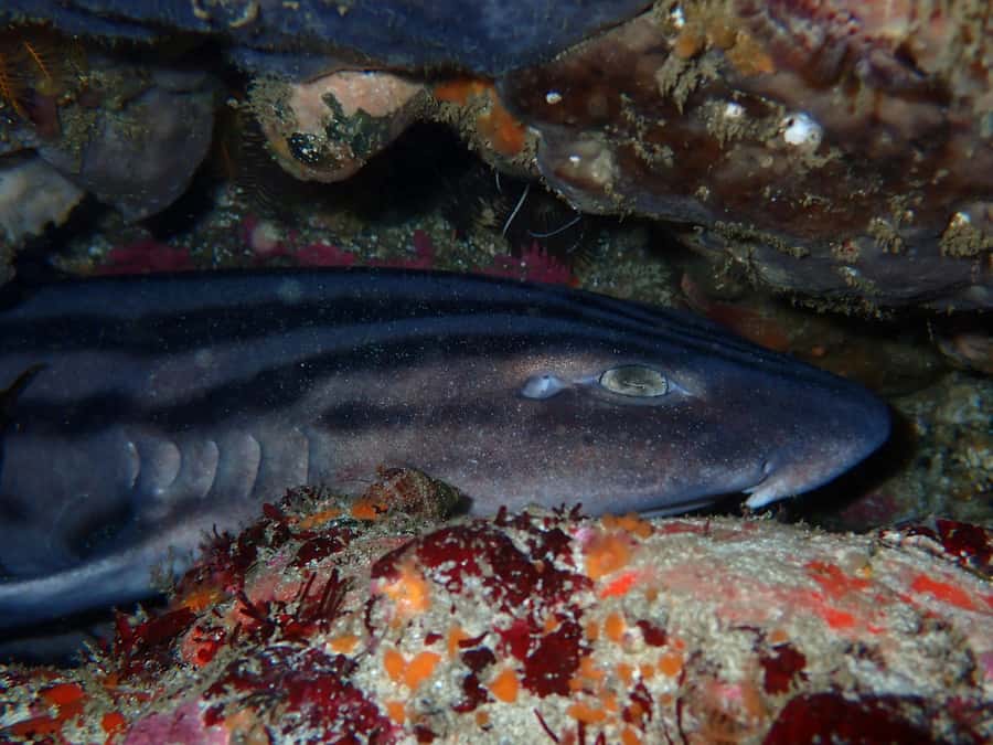 Cape Town: Great African Sea Forest Guided Snorkel - Why the small group improves the outing