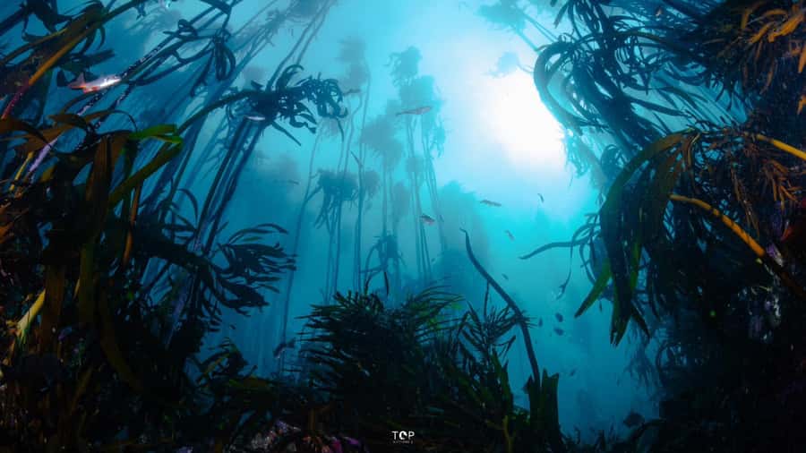 Cape Town: Great African Sea Forest Guided Snorkel - The value of $74