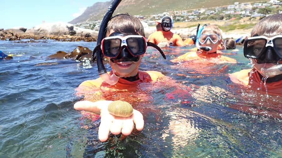 Cape Town: Great African Sea Forest Guided Snorkel - Who will enjoy this most