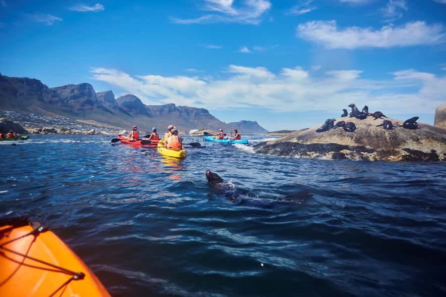 Cape Town: Guided Kayak Tour of Clifton Beaches & The Coast - The return to Clifton 4th Beach