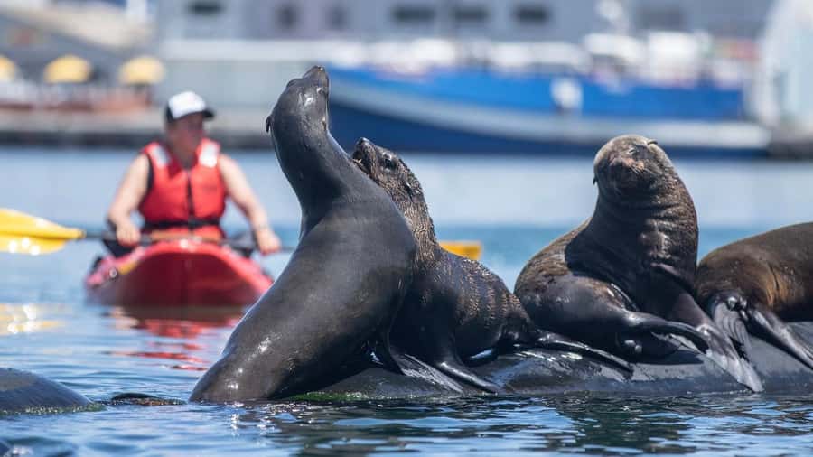 Cape Town: Guided Kayak Tour - Getting Comfortable in a Two-Person Kayak