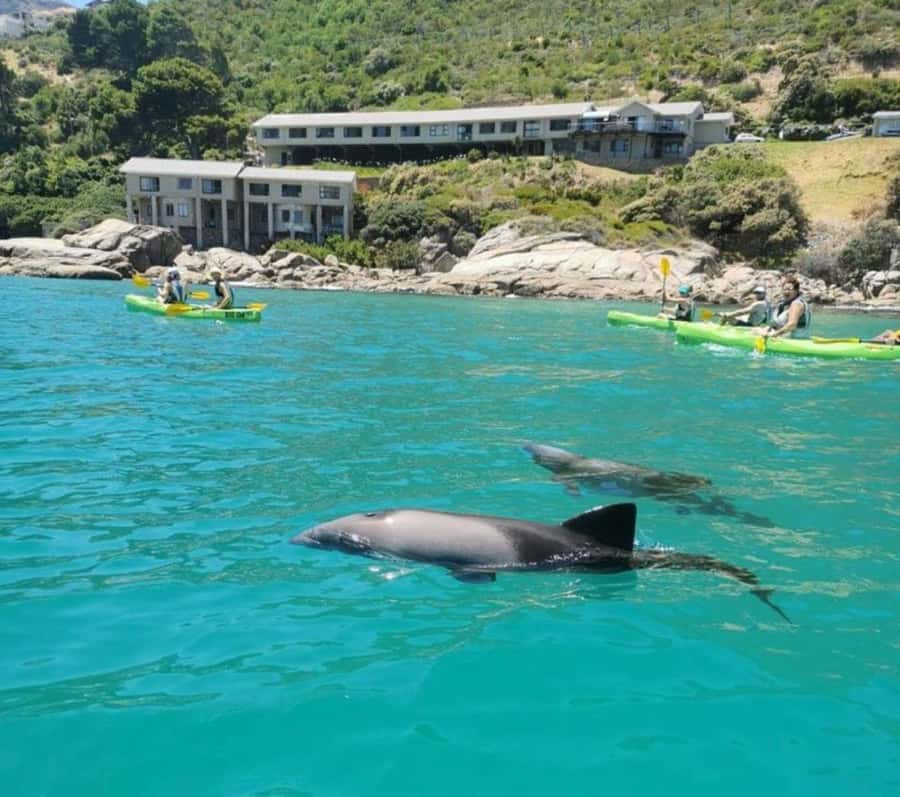 Cape Town: Guided Kayaking in Hout Bay - Key points to know before you paddle