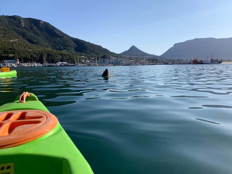 Cape Town: Guided Kayaking in Hout Bay - What the $37 price really covers