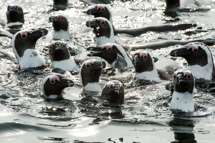 Cape Town: Guided Marine Wildlife Cruise and Cape Point Tour - A practical pause at the waterfront market