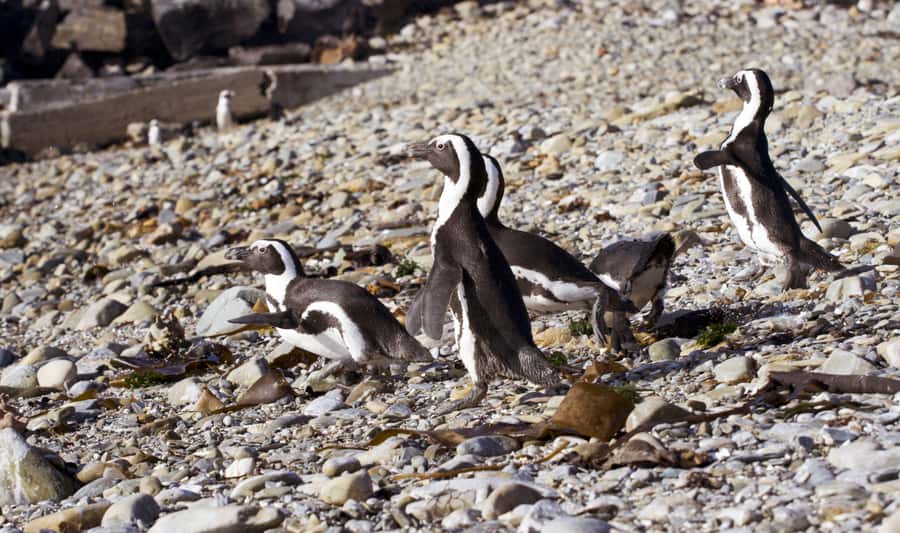 Cape Town: Guided Township Tour with Hotel Pickup - Robben Island: the extra-cost centerpiece