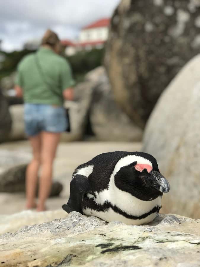 Cape Town: Half-Day Boulders Beach & Penguin Encounter Tour - Should you book it?