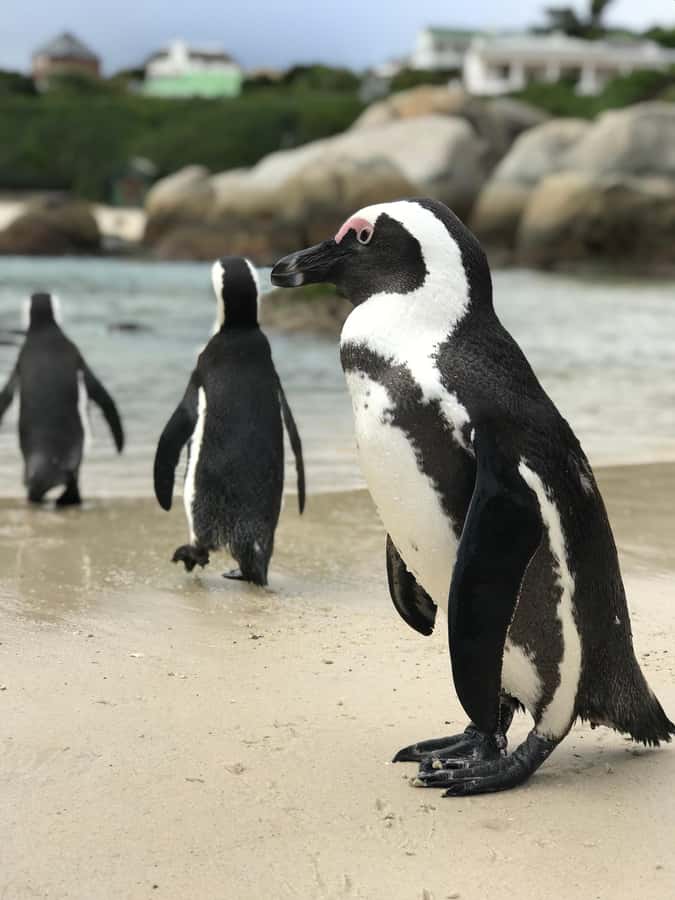 Cape Town: Half-Day Boulders Beach & Penguin Encounter Tour - Why Boulders Beach is the main event