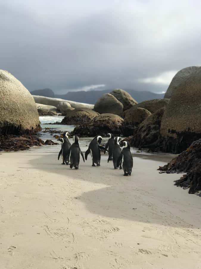 Cape Town: Half-Day Boulders Beach & Penguin Encounter Tour - Chapman’s Peak Drive in a five-hour plan