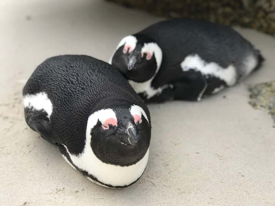 Cape Town: Half-Day Boulders Beach & Penguin Encounter Tour - What the small group changes