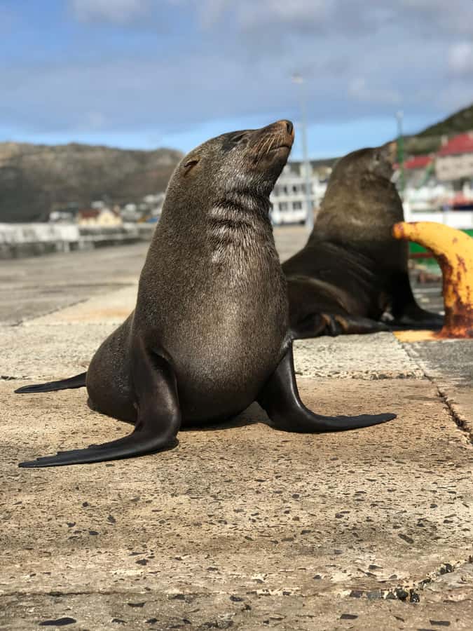 Cape Town: Half-Day Boulders Beach & Penguin Encounter Tour - How the guide affects the day