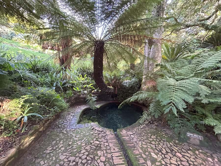 Cape Town: Half Day Table Mountain & Kirstenbosch Gardens - Walking through Kirstenbosch’s native plant collection