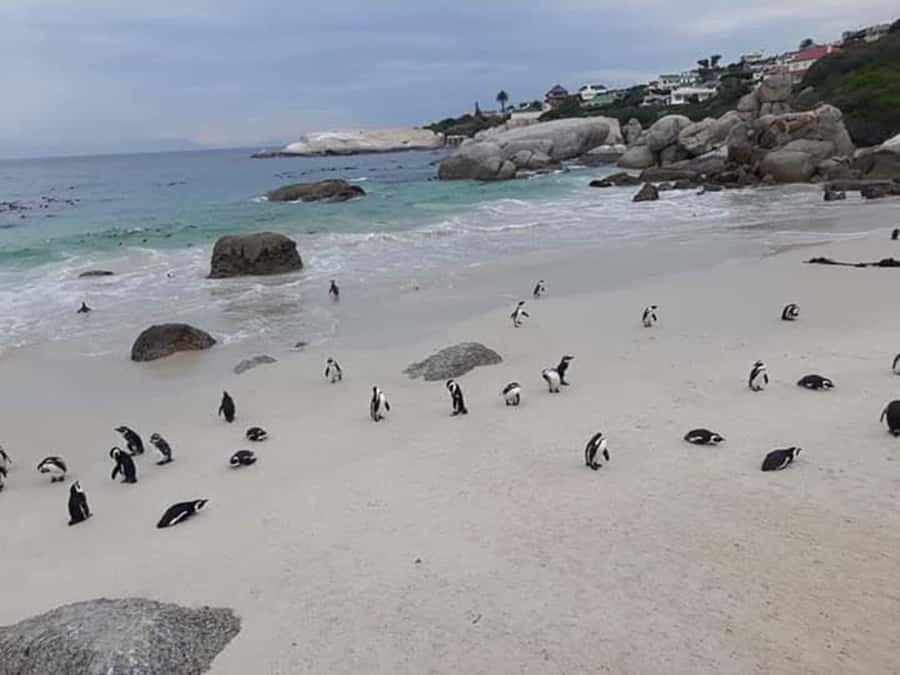 Cape Town: Halfday African Penguin tour - Clifton and Camps Bay from the road