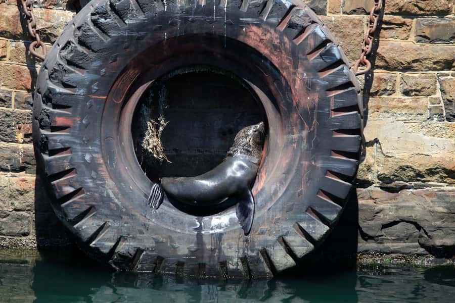 Cape Town: Harbor Cruise - The departure at Wild Horizons Waterfront Adventures