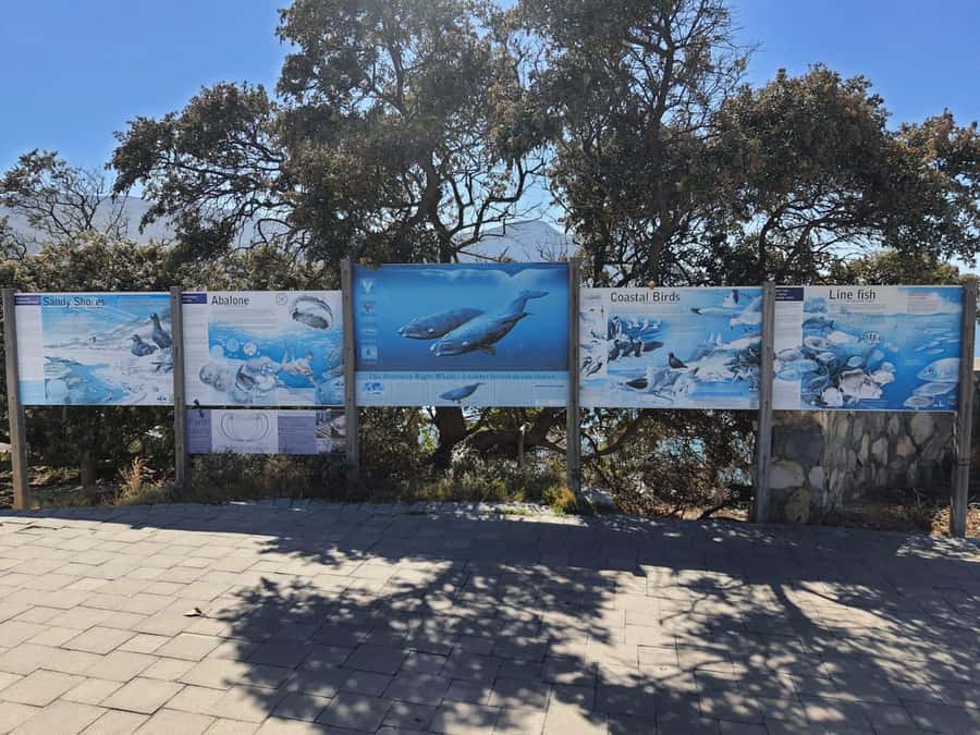 Cape Town: Hermanus Whale Watching Shared Boat & Penguins - Why the Hermanus whale trip is worth the long day