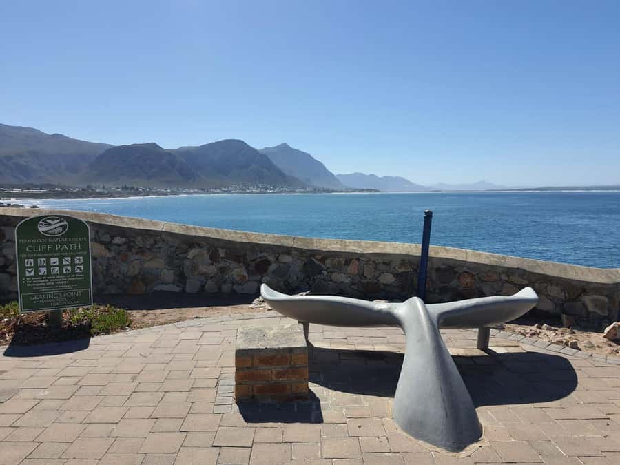 Cape Town: Hermanus Whale Watching Shared Boat & Penguins - What to expect at Hermanus New Harbour