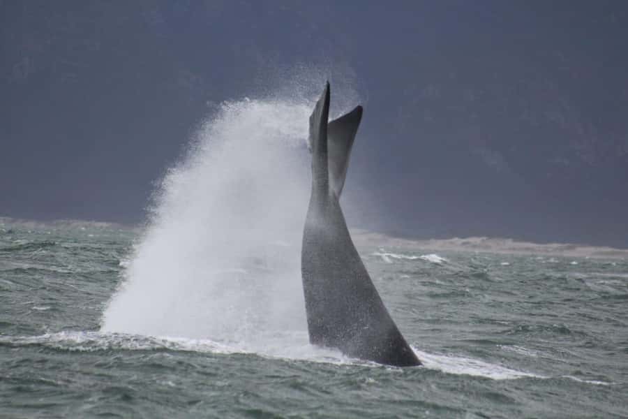 Cape Town: Hermanus Whale Watching Shared Boat & Penguins - Is $246 a fair price?