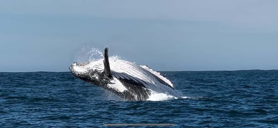 Cape Town: Hermanus Whale Watching Shared Boat & Penguins - Practical comfort and safety notes