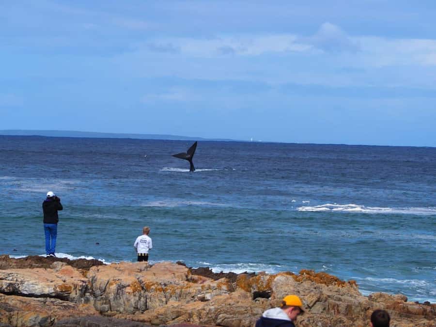 Cape Town: Hermanus Whale Watching Shared Boat & Penguins - The drive from Cape Town to Hermanus
