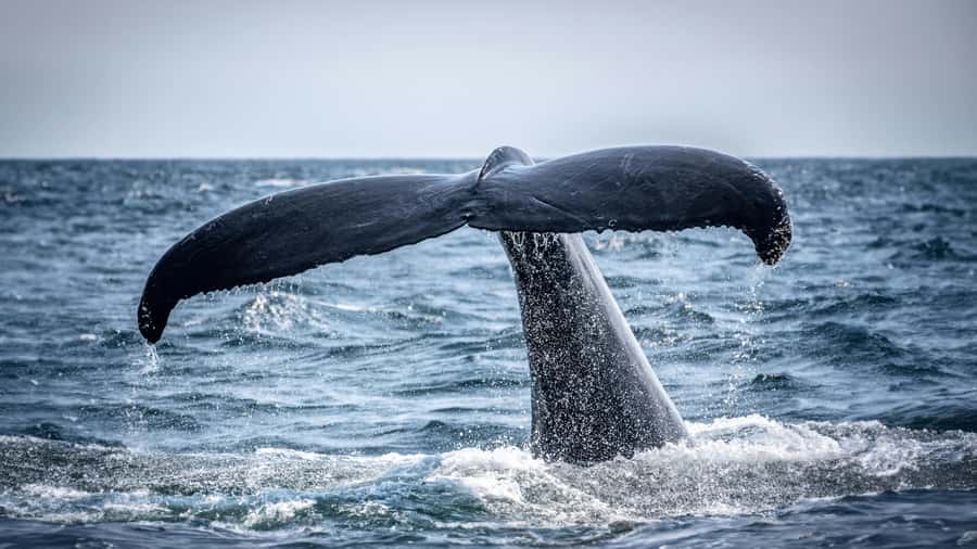 Cape Town: Hermanus Whale Watching Tour - Key points to know before booking