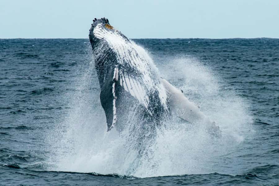 Cape Town: Hermanus Whale Watching Tour - From Cape Town to Hermanus by road