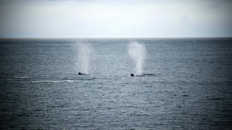 Cape Town: Hermanus Whale Watching Tour - A measured lunch break on the Hermanus waterfront