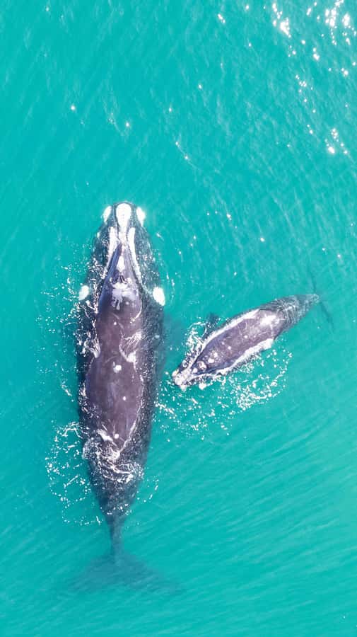Cape Town: Hermanus Whale Watching Tour - Hermanus and the boat trip
