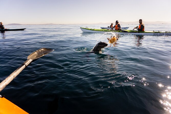 Cape Town Kayak Adventure in Table Mountain Marine Reserve - Is $28.76 a good value?