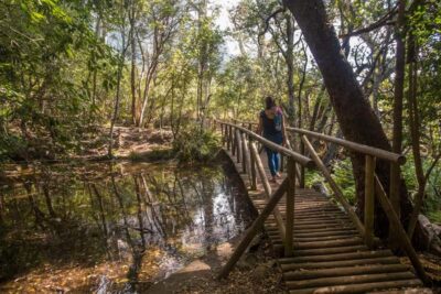 Kirstenbosch Botanical Garden Entry Ticket