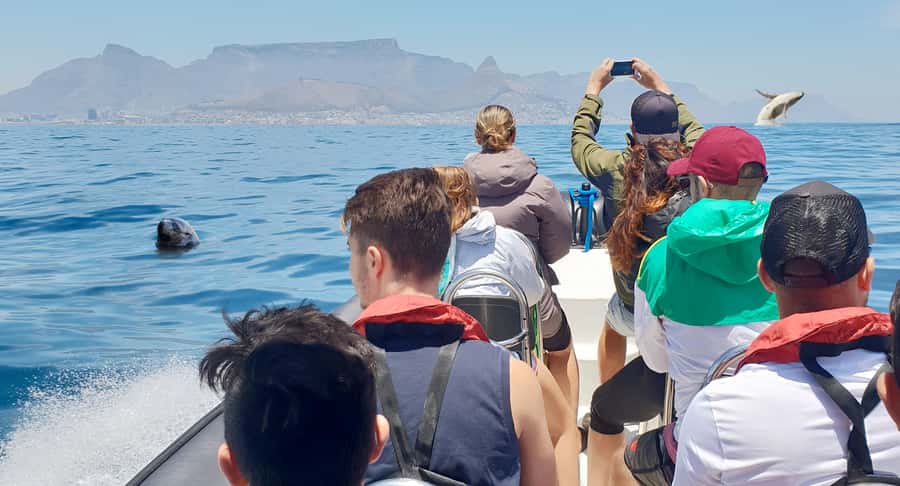 Cape Town: Marine Big 5 Ocean Safari from V&A Waterfront - Key points to know before you sail