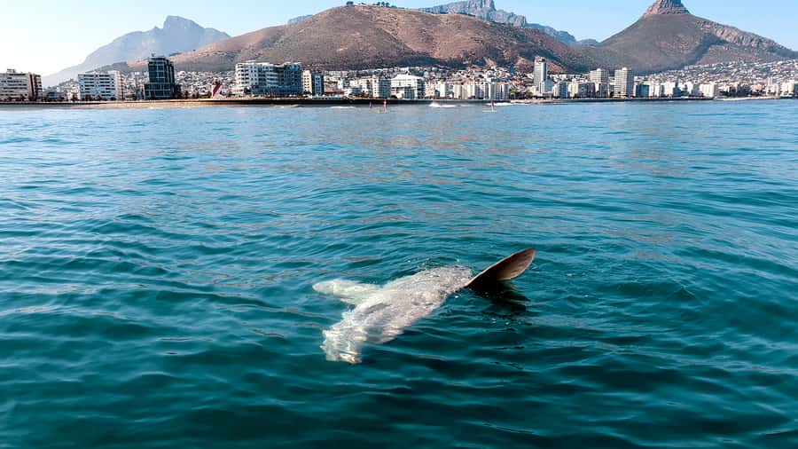 Cape Town: Marine Big 5 Ocean Safari from V&A Waterfront - Should you book this Cape Town ocean safari?