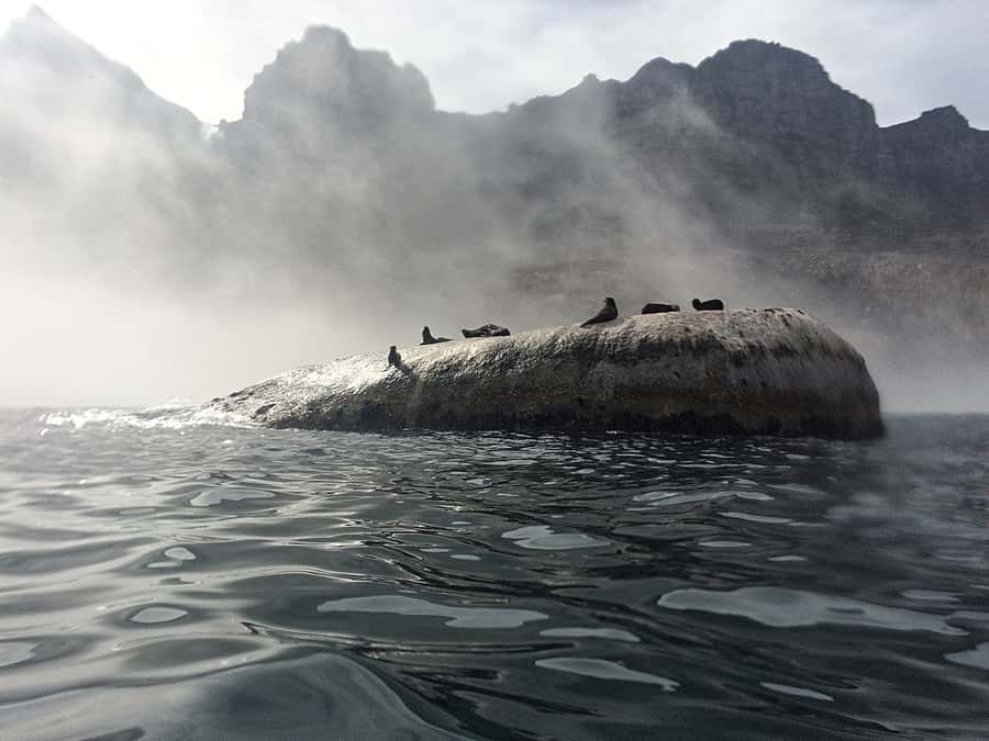 Cape Town: Marine Big 5 Ocean Safari from V&A Waterfront - Leaving the V&A Waterfront by catamaran