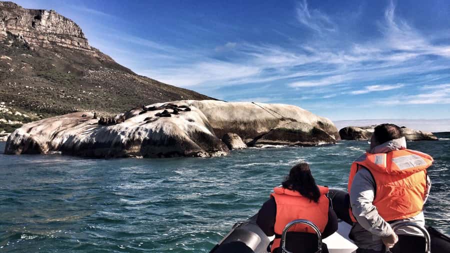 Cape Town: Marine Big 5 Ocean Safari from V&A Waterfront - What the 90 minutes really gives you