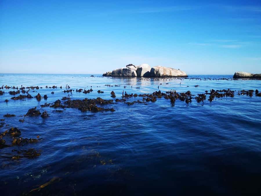 Cape Town: Marine Big 5 Ocean Safari from V&A Waterfront - Sea conditions, comfort, and who should skip it