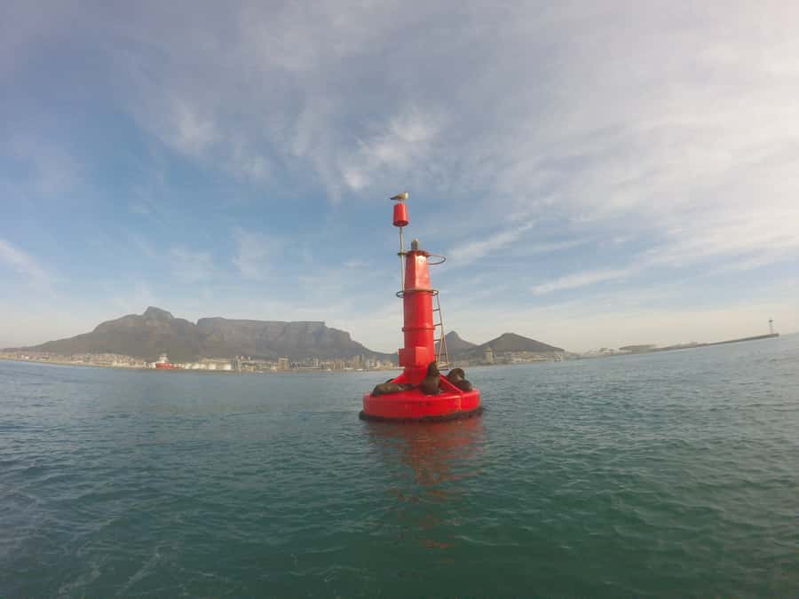 Cape Town: Marine Big 5 Ocean Safari from V&A Waterfront - Is $68 a fair price?