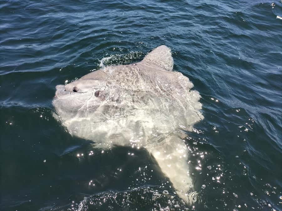 Cape Town: Marine Biologist Led Safari Tour - V&A Waterfront - Why this Table Bay safari is different