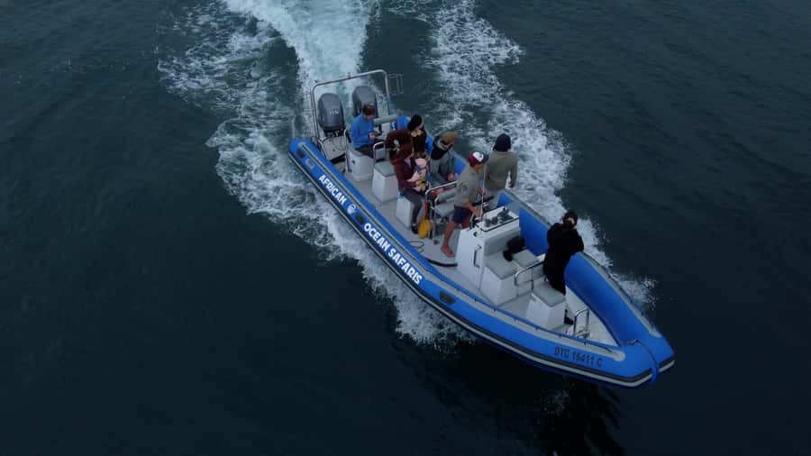 Cape Town: Marine Biologist Led Safari Tour - V&A Waterfront - Starting at the Marina Swing Bridge
