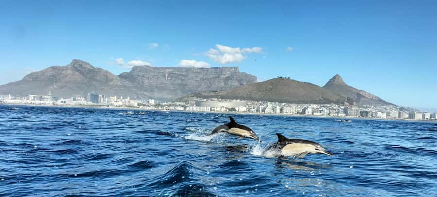 Cape Town: Marine Biologist Led Safari Tour - V&A Waterfront - Wildlife in Table Bay, from dolphins to whales