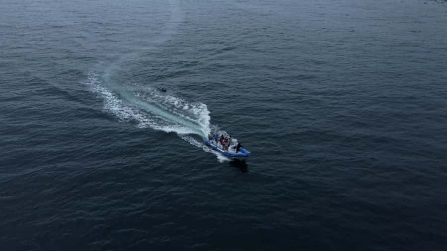 Cape Town: Marine Biologist Led Safari Tour - V&A Waterfront - Who should book this Cape Town boat trip?