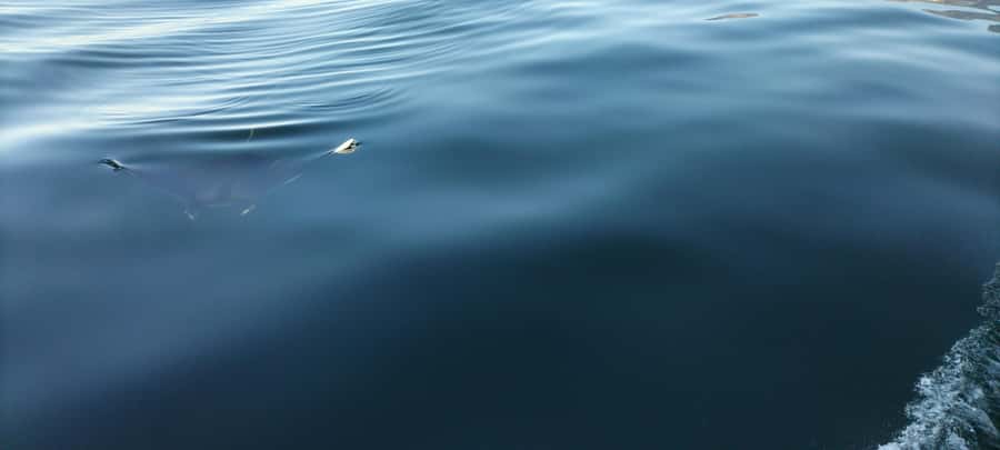 Cape Town: Marine Biologist Led Safari Tour - V&A Waterfront - Practical advice before you go